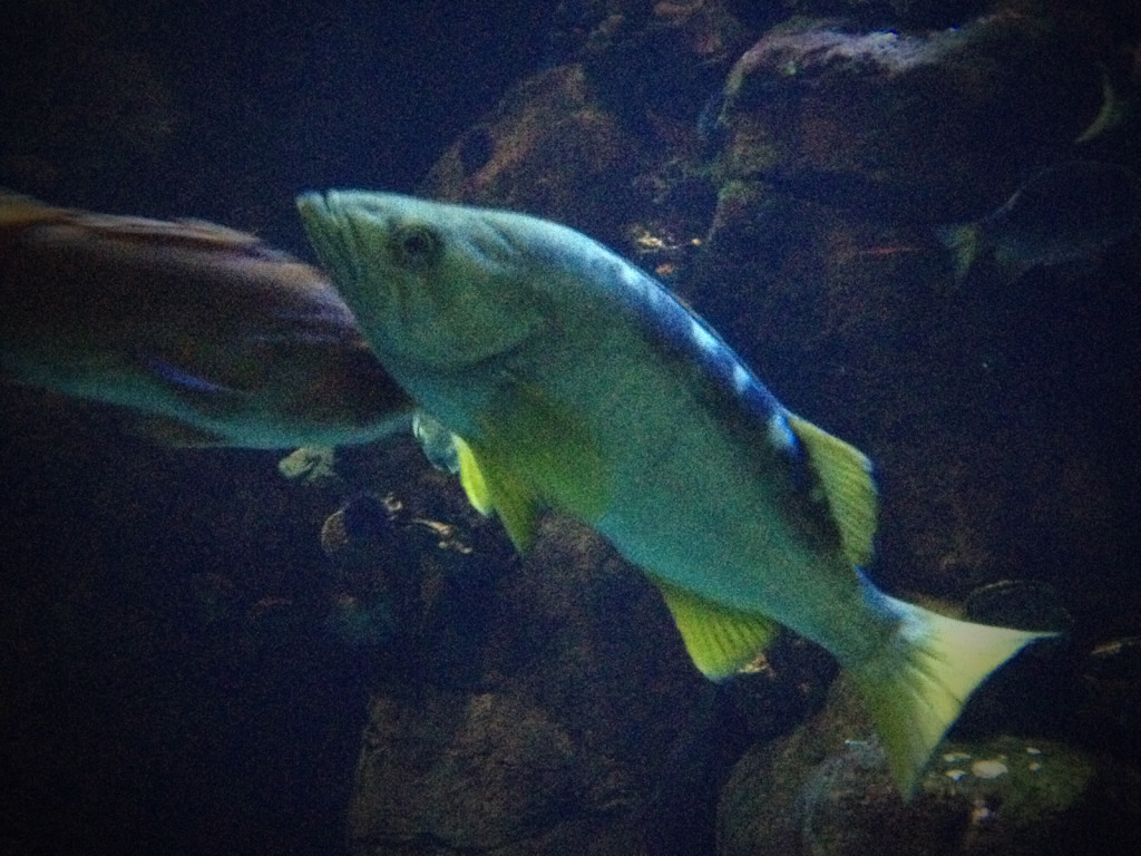 A yellowtail rockfish (Sebastes flavidus), one of the top commercial rockfish species from British Columbia, and a possible identity for our anonymous fillet. Photographed at the Steinhart Aquarium, California Academy of Sciences. Photo © Ben Young Landis. 