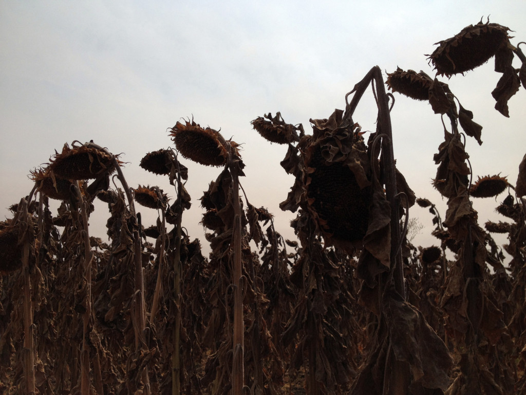 Sunflowers near harvest time. Photo © Ben Young Landis.