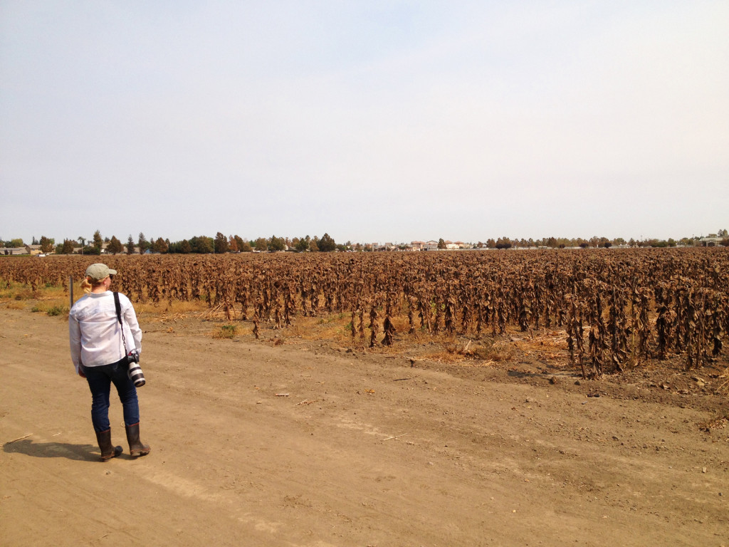 Ecologist Sara Kross at a sunflower field in Woodland, Calif., where she conducted her research. Photo © Ben Young Landis.