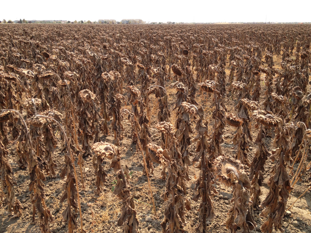 Sunflowers near harvest time. Photo © Ben Young Landis. 