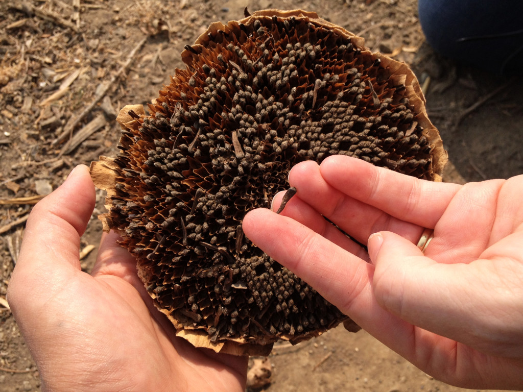 A sunflower with seed loss, from either bird feeding or strong winds, as suggested by the lack of frass. Photo © Ben Young Landis.