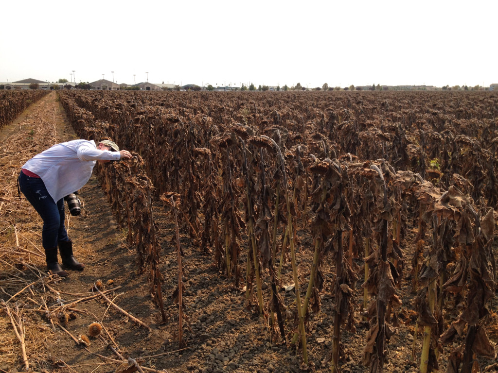 Ecologist Dr. Sara Kross examines a sunflower. Photo © Ben Young Landis.