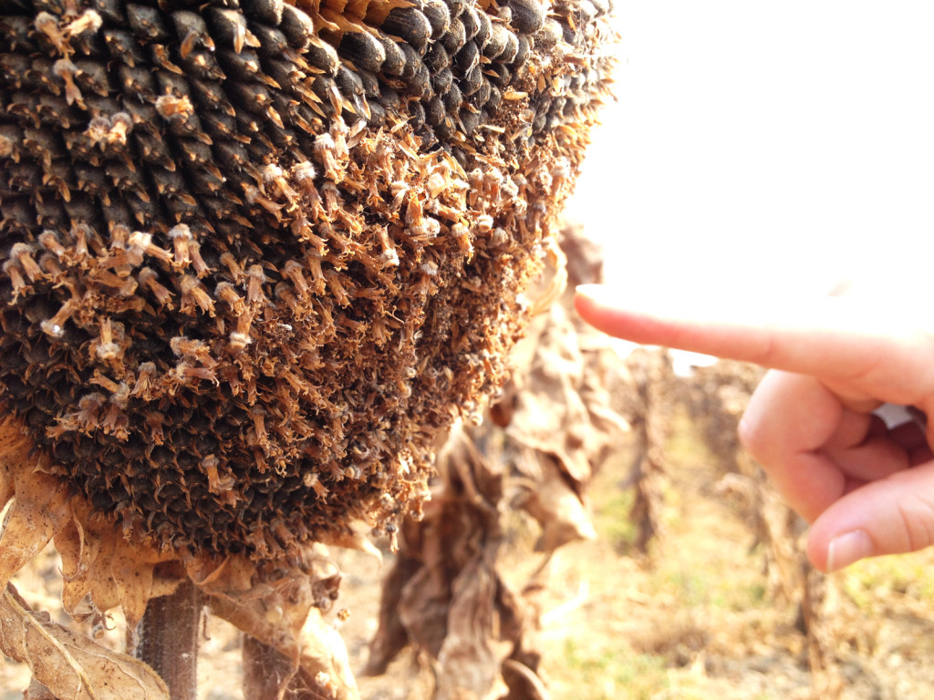 Dr. Sara Kross points to signs of caterpillar activity on a sunflower head. Photo © Ben Young Landis.