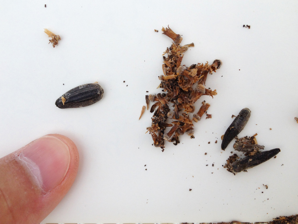 Specks of caterpillar frass and silk, spread on a notebook page, with a healthy sunflower seed to the right, and malformed, caterpillar-damaged seed to the right. Photo © Ben Young Landis.