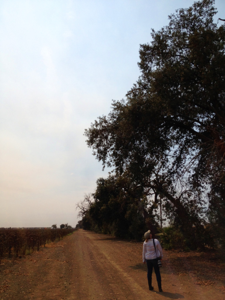 Research suggests that edge habitat, such as tree lines, make a difference in promoting natural pest control in crop fields. Photo © Ben Young Landis.